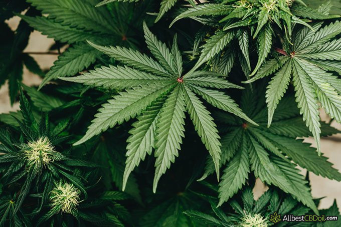 CBD Oil Benefits: hemp leaves CBD Oil Benefits: hemp leaves